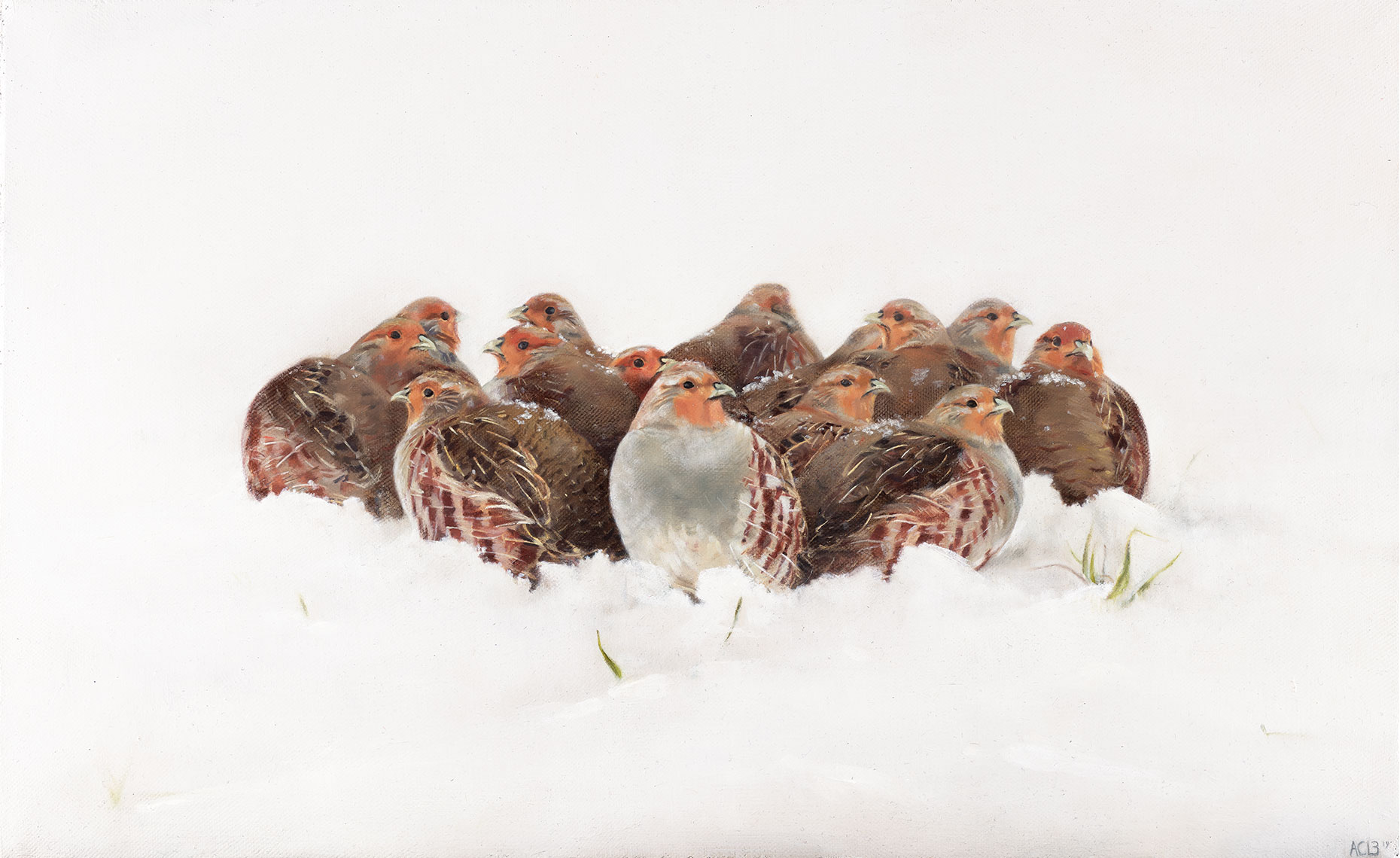 red legged partridge oil painting by anna clare lees-buckley