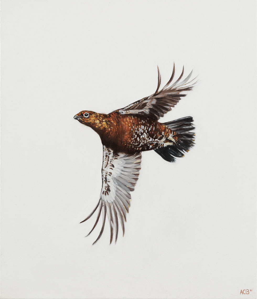 grouse bird flying oil painting by anna clare lees-buckley