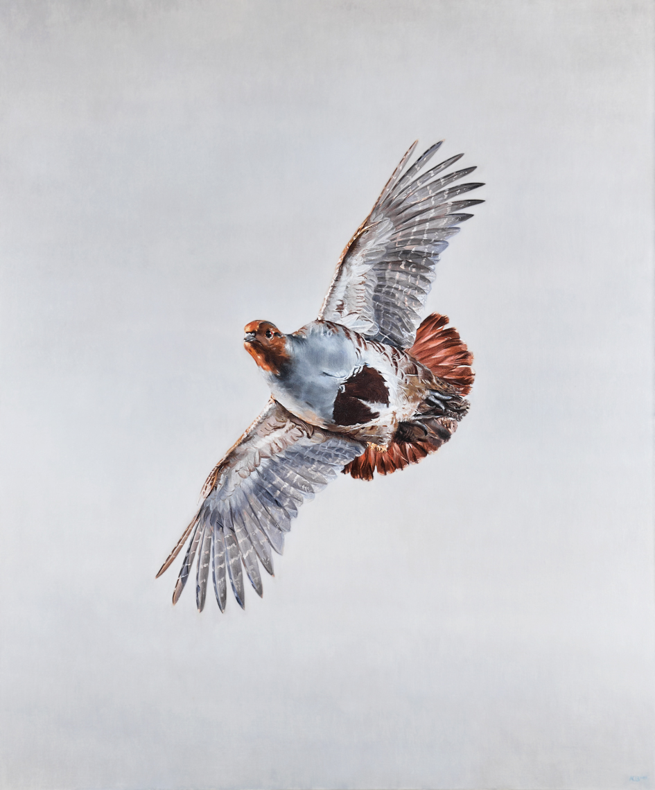 grey partridge bird flying  by anna clare lees-buckley