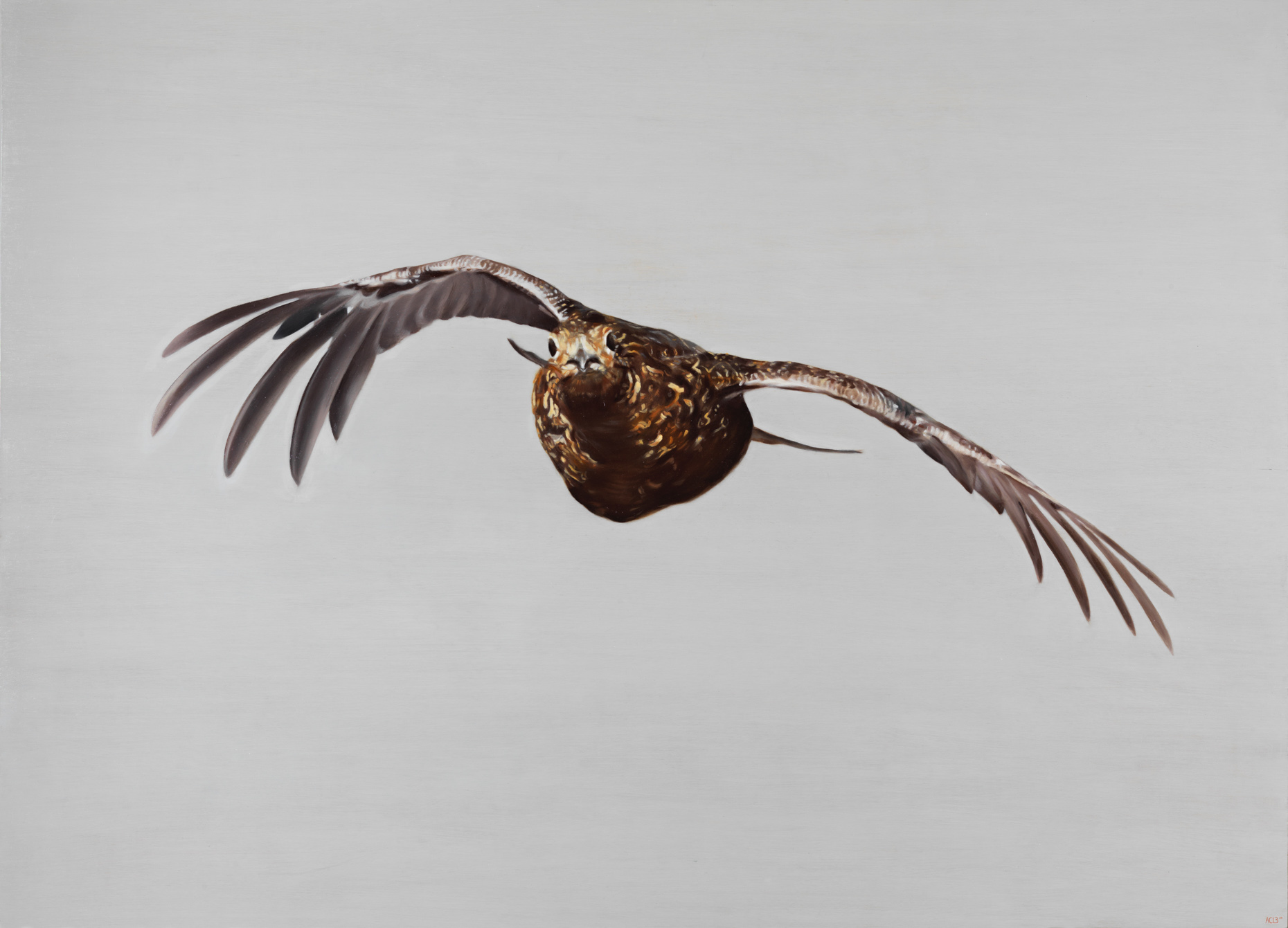 grouse bird flying by anna clare lees-buckley
