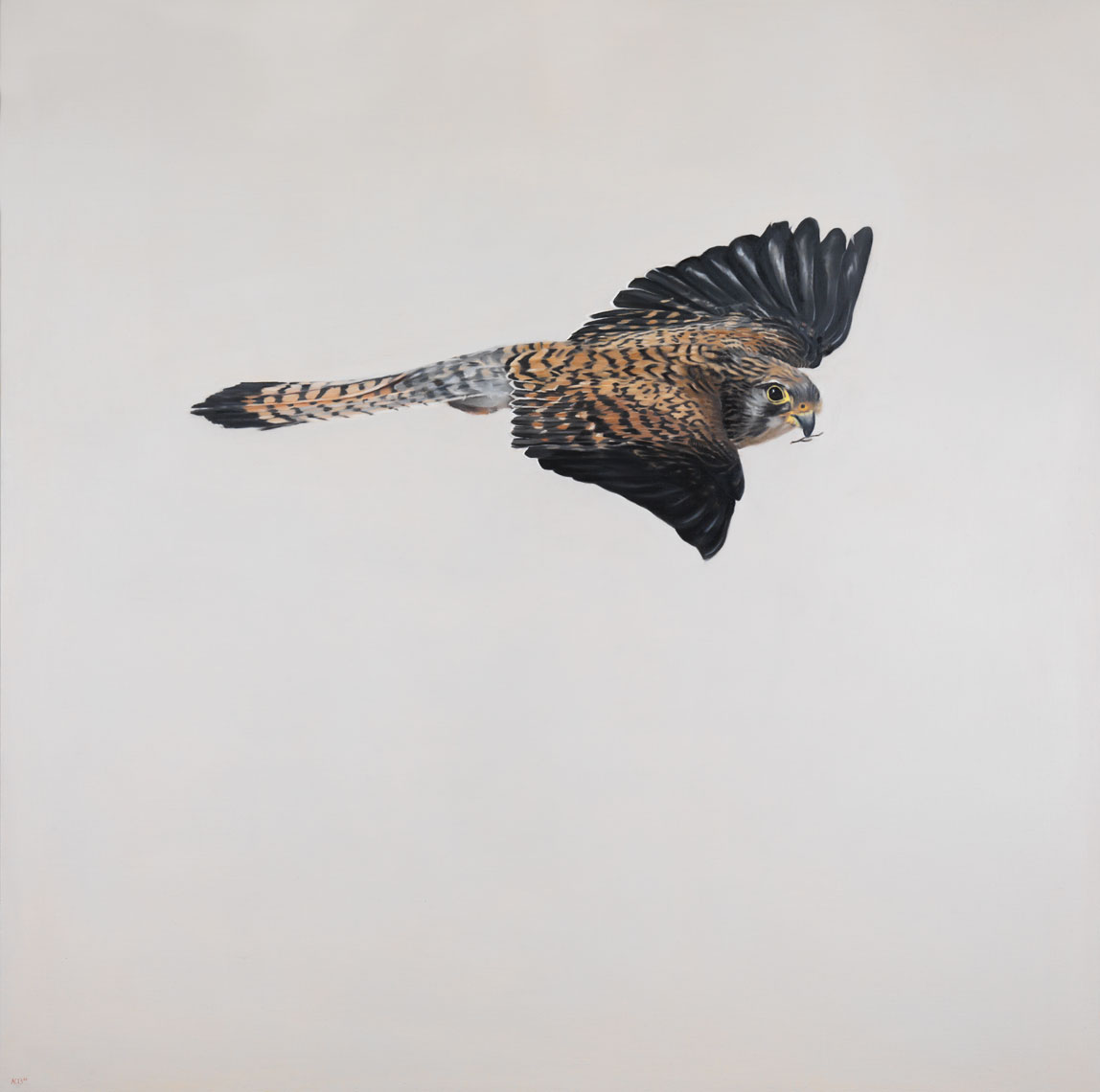 kestrel bird of prey flying by anna clare lees-buckley