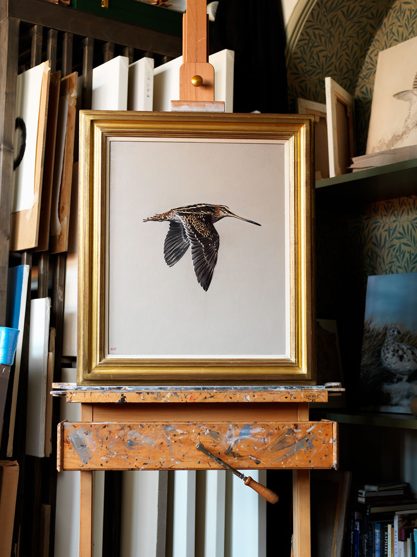 snipe bird flying by anna clare lees-buckley