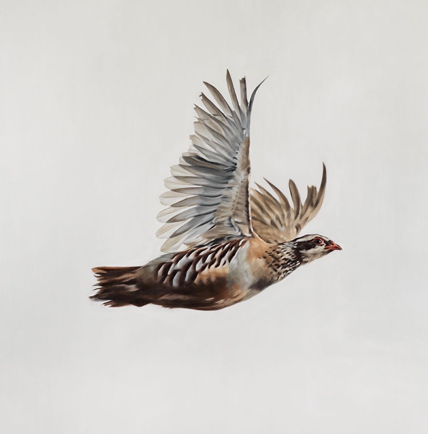 partridge bird flying  oil painting by anna clare lees-buckley