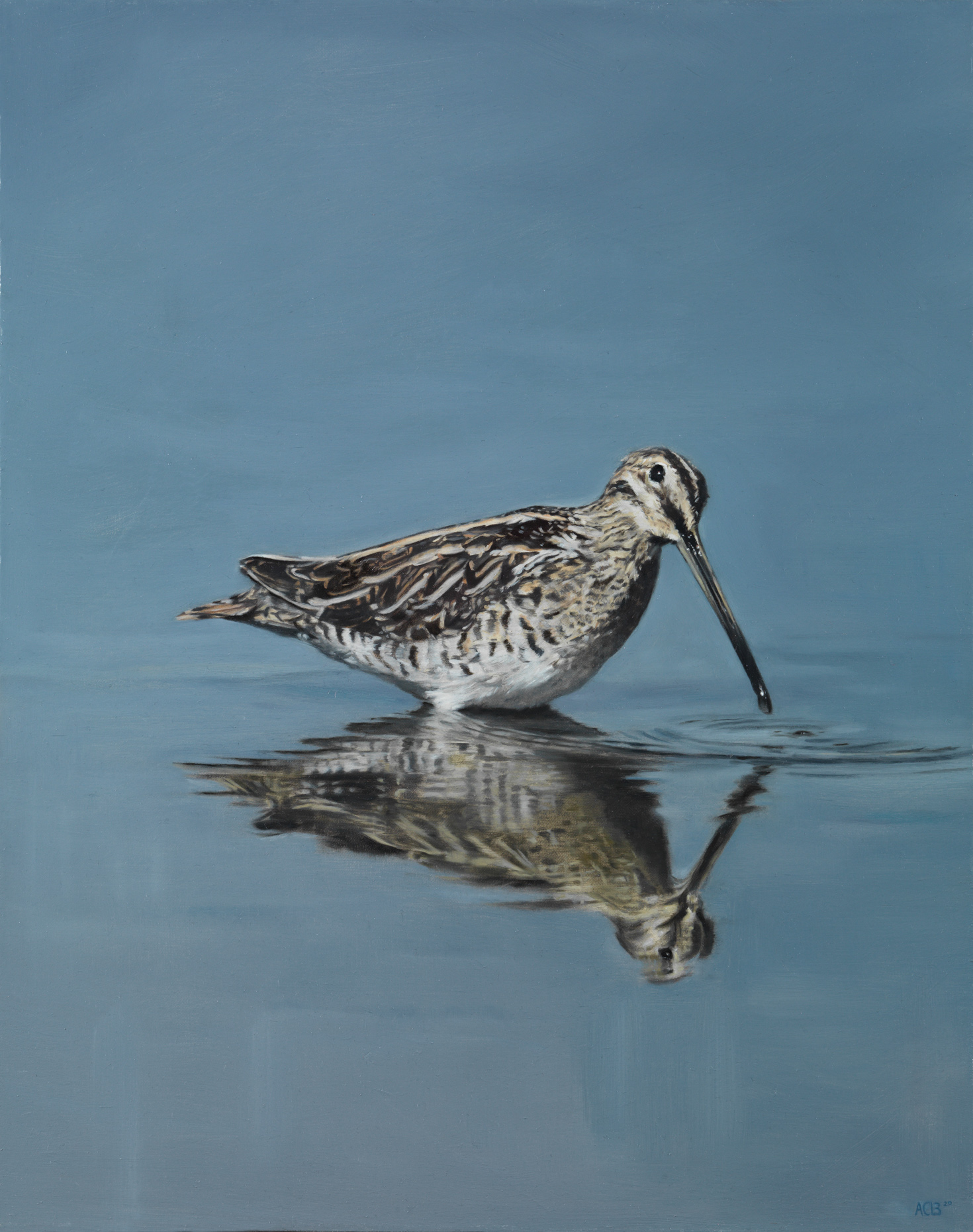 snipe bird wading by anna clare lees-buckley