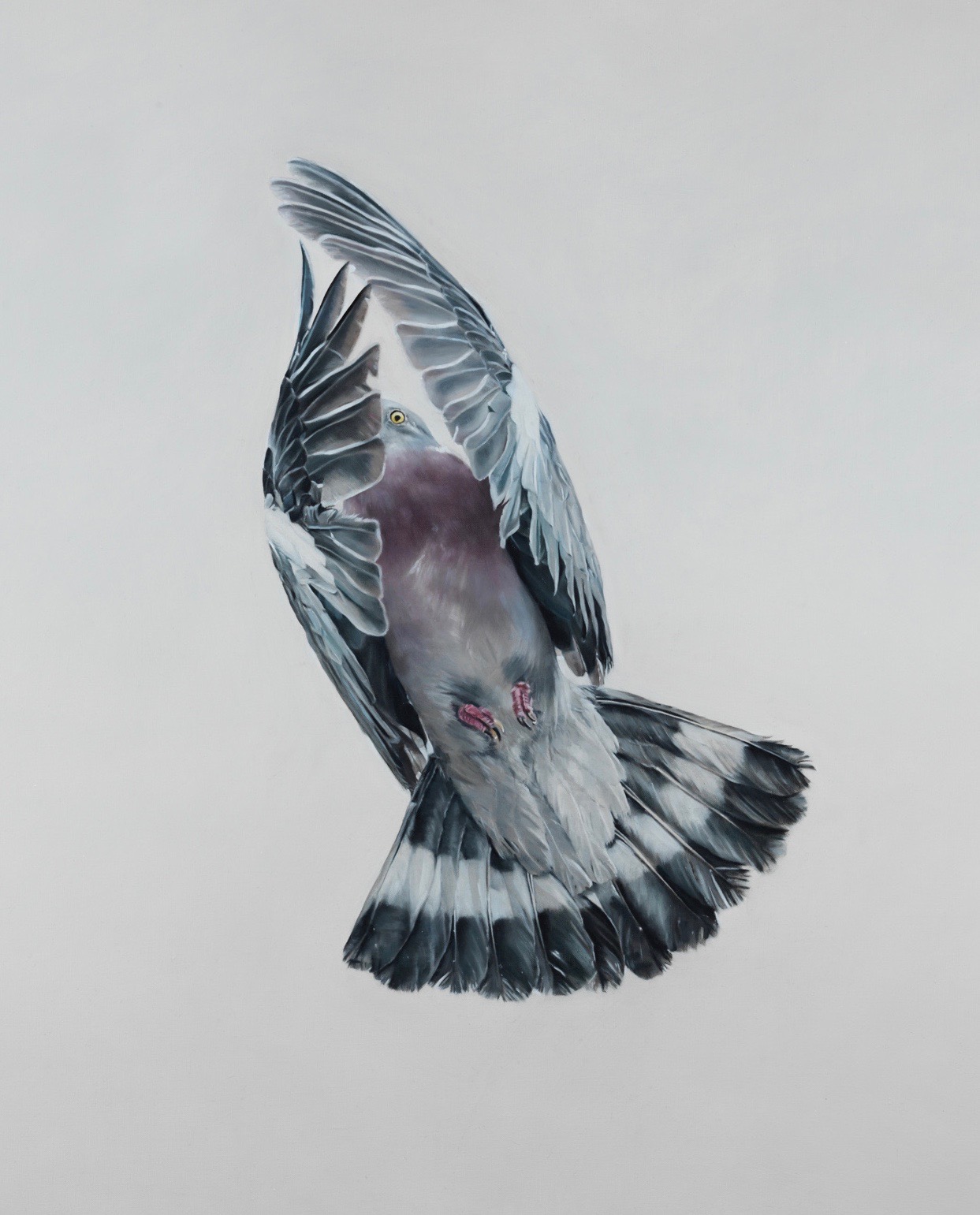 wood pigeon bird flying by anna clare lees-buckley